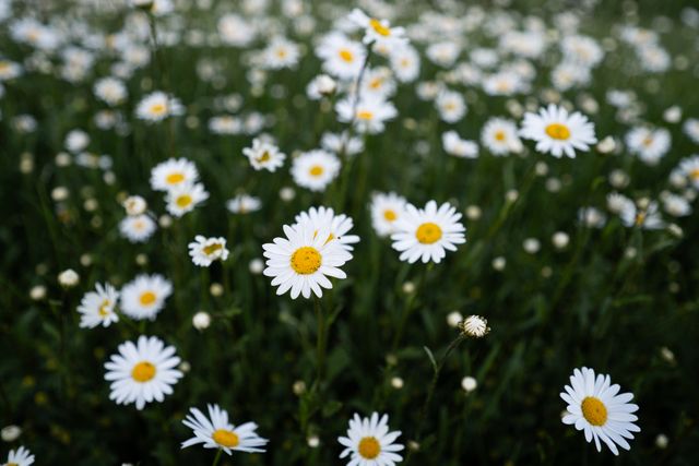 close%20up%20of%20daisies close%20up%20of%20daisies